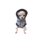 Snuggle Flannel Studded Dog Coat